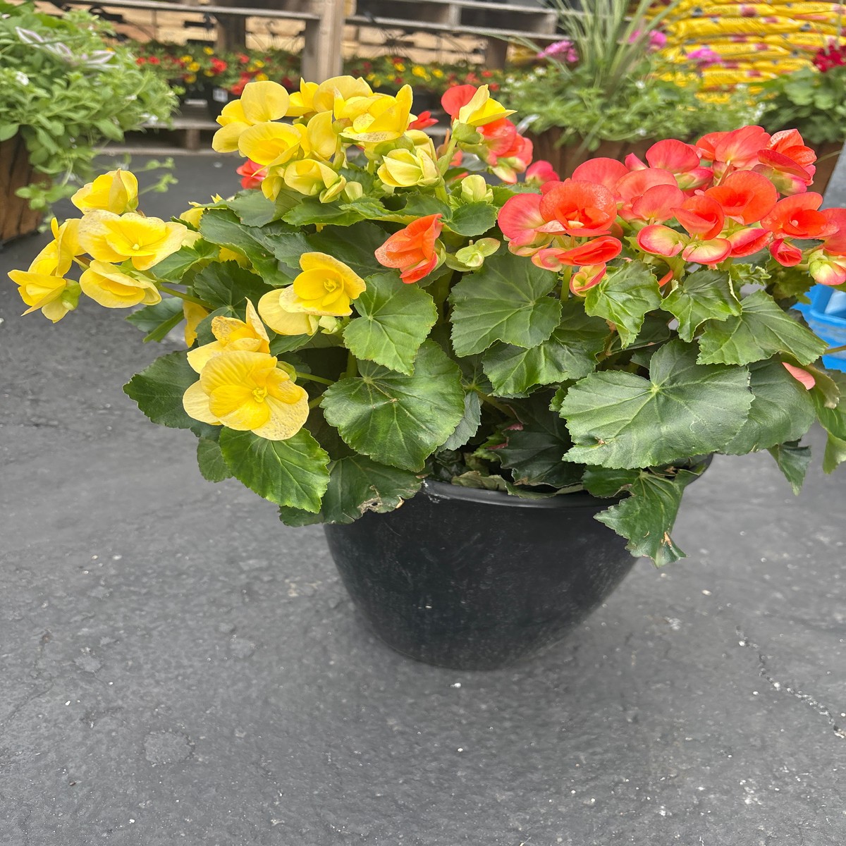 10" Planter